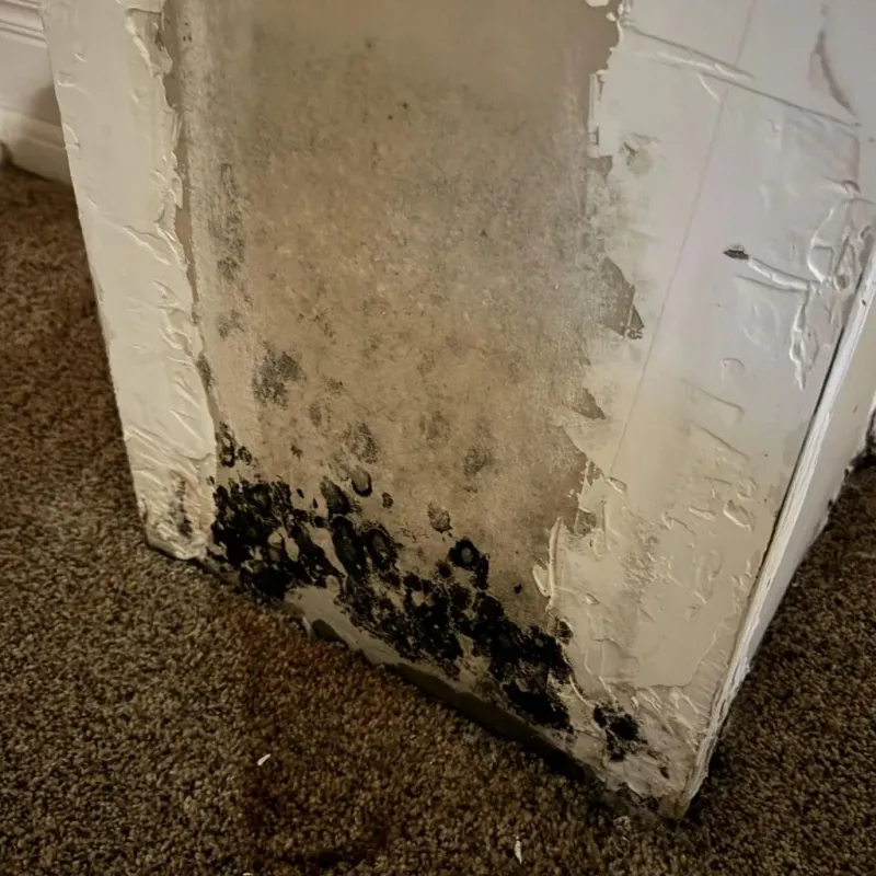 Professional Mold Removal in Greencastle, IN